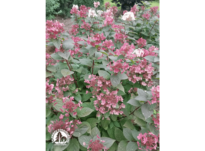 Hydrangea paniculata   EARLY SENSATION = 'Bulk'